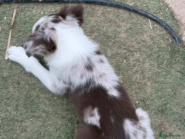 Border Collie dogs Border collie puppies - Advert 2