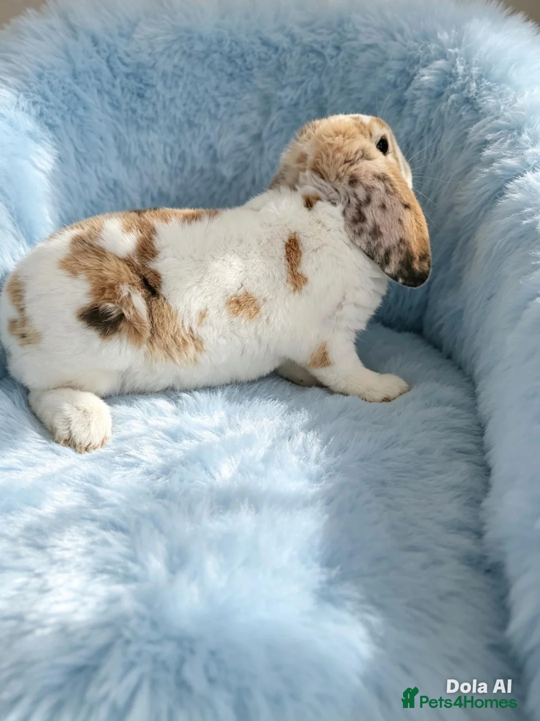 Mini Lop rabbits for sale: Mini plush lop - Advert 5