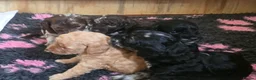Cockapoo dogs for sale: Beautiful Cockapoo puppies.  - Advert 8
