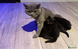 Mixed Breed cats for sale: Mixed breed Kittens M & F (British Blue mother) - Image 1