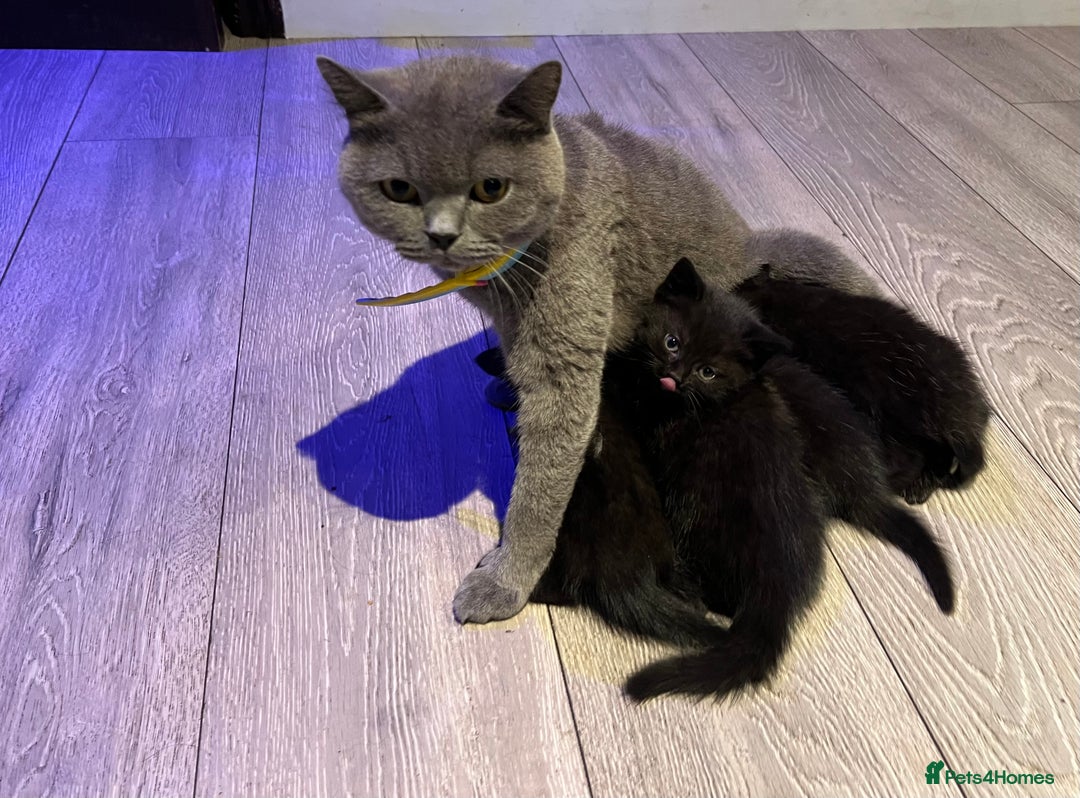 Mixed Breed cats for sale: Mixed breed Kittens M & F (British Blue mother) - Image 1