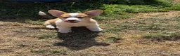Welsh Corgi Pembroke dogs for sale: 1 Stunning KC Registered Pembroke Corgi Boy - Advert 3