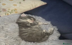 Maine Coon cats for sale: Maine Coon kittens  - Advert 29