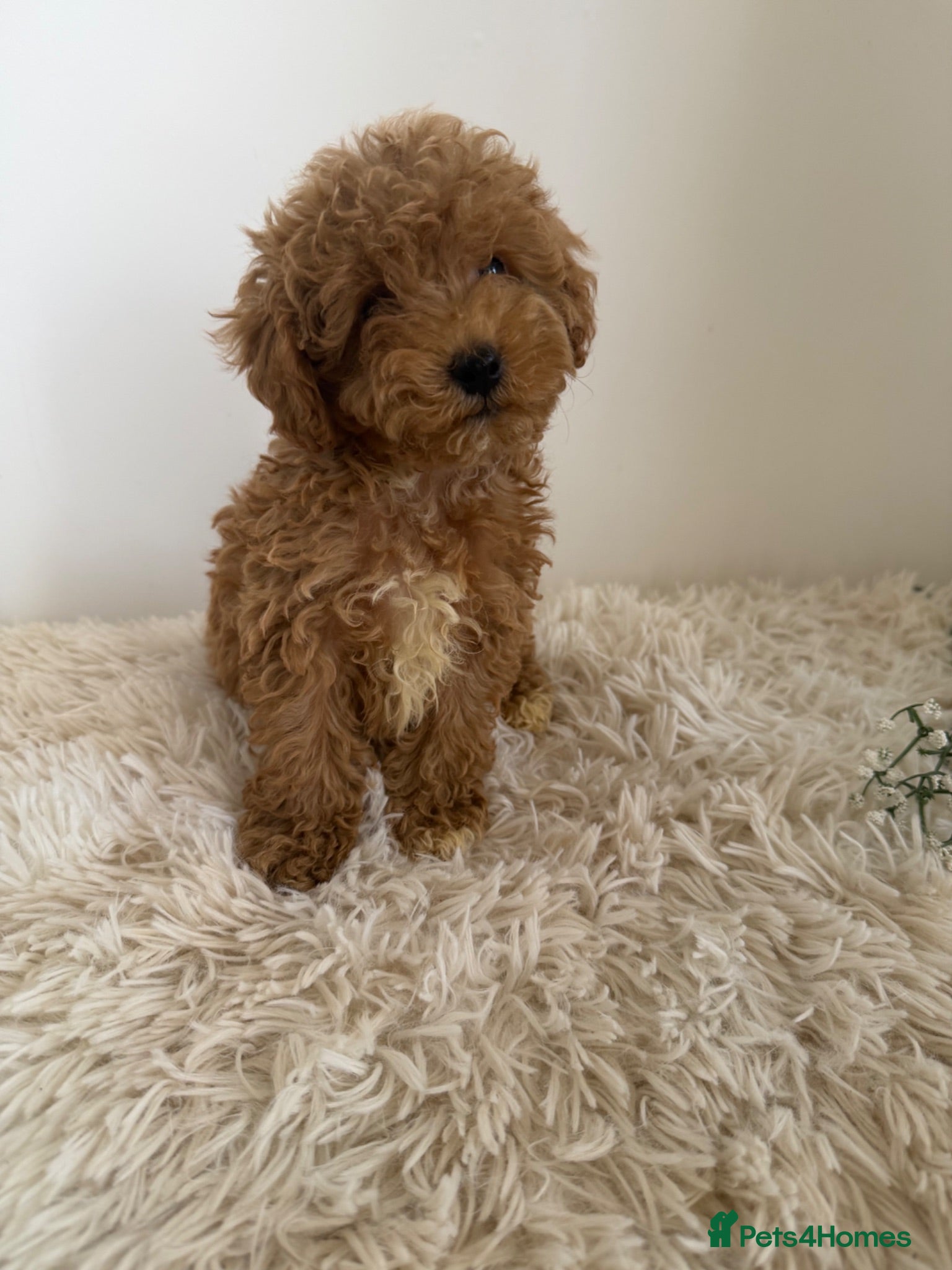 Maltipoo dogs Beautiful puppies for sale - Advert 3