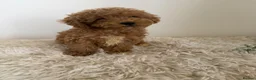 Maltipoo dogs for sale: Beautiful puppies for sale - Advert 14