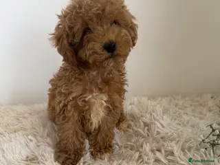 Maltipoo dogs Beautiful puppies for sale - Advert 3