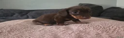 Miniature Dachshund dogs for sale: Miniature Dachshunds - Advert 34