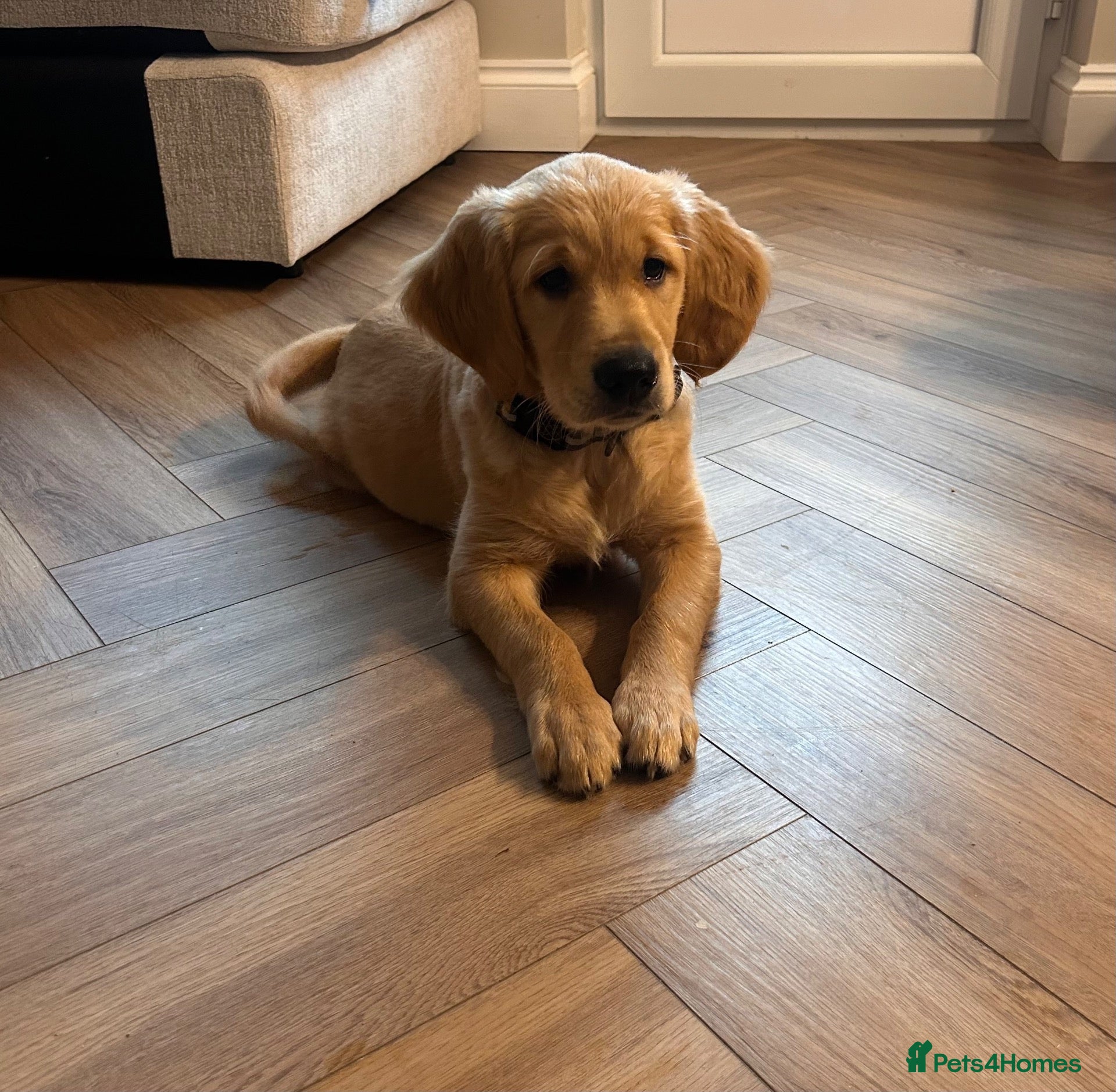 Golden Retriever dogs Beautiful sweet natured golden retriever boy  - Advert 16