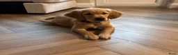 Golden Retriever dogs for sale: Beautiful sweet natured golden retriever boy  in Barry - Advert 1