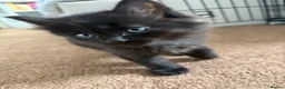 Mixed Breed cats for sale: Adorable kittens need loving homes! - Advert 9