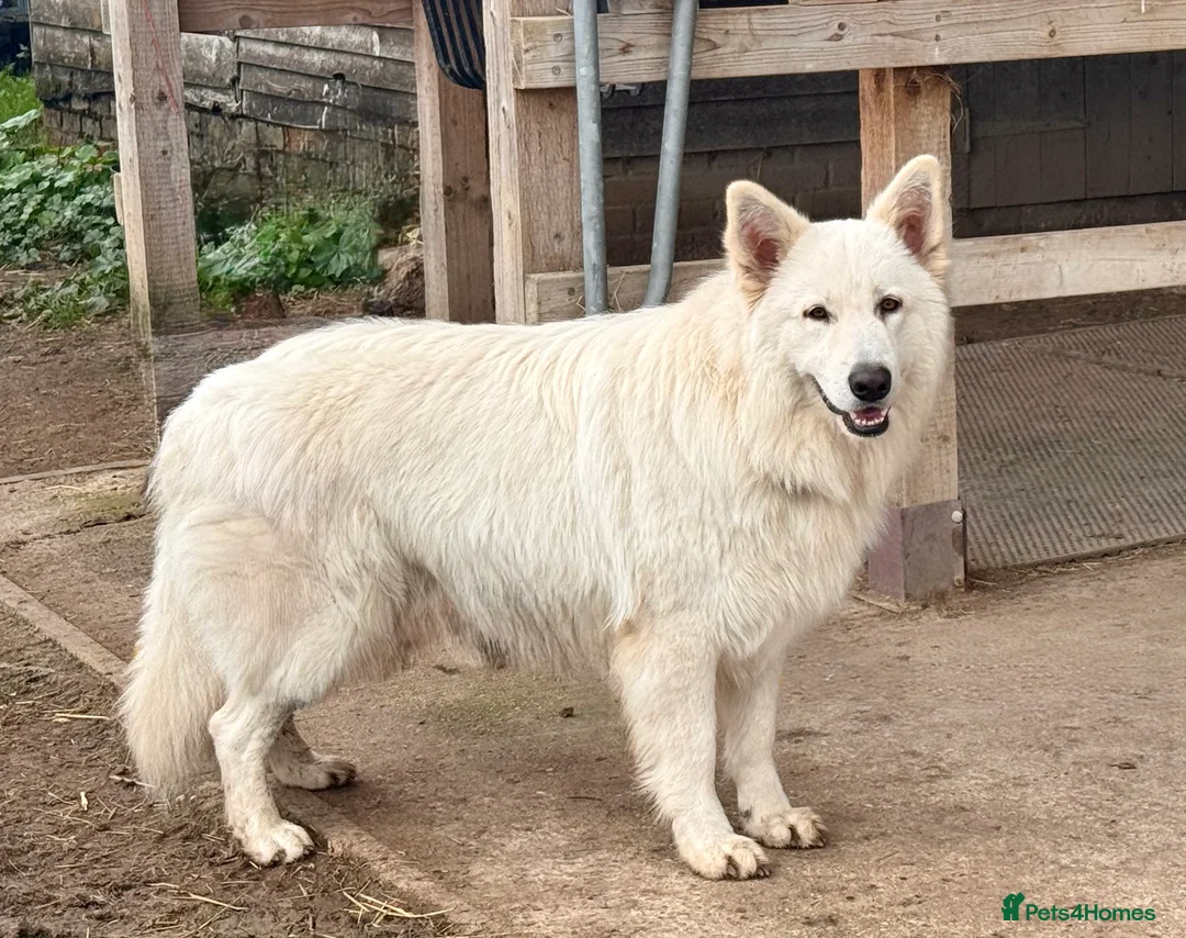 German Shepherd dogs for stud: WHITE GSD STUD. KC REG. HEALTH TESTED - Advert 1