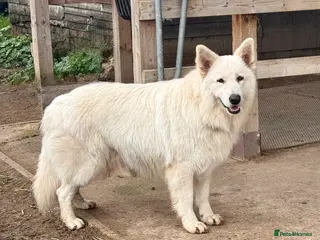 German Shepherd dogs WHITE GSD STUD. KC REG. HEALTH TESTED - Advert 1