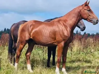 British Warmblood horses Romeo Quality Rising 3-Year-Old Gelding - Advert 4