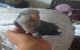 Parakeets birds for sale: Cute Quaker parrots hand reared male and female - Image 18