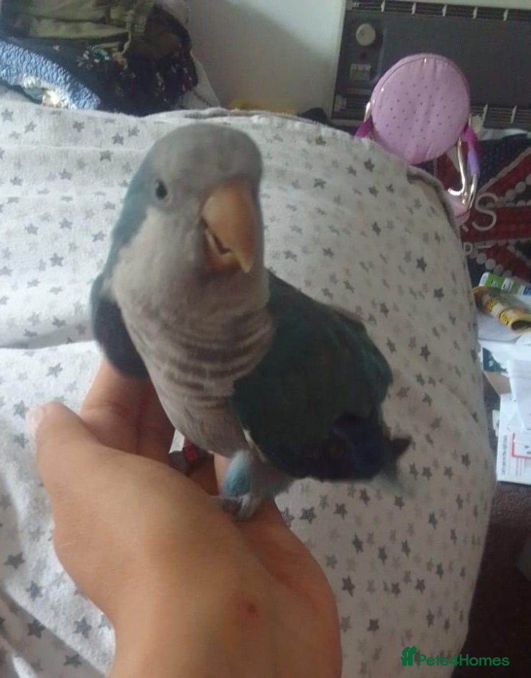 Parakeets birds for sale: Cute Quaker parrots hand reared male and female - Image 18
