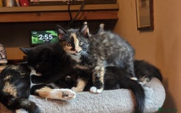 Mixed Breed cats for sale: 4 calico girls for sale  - Image 7