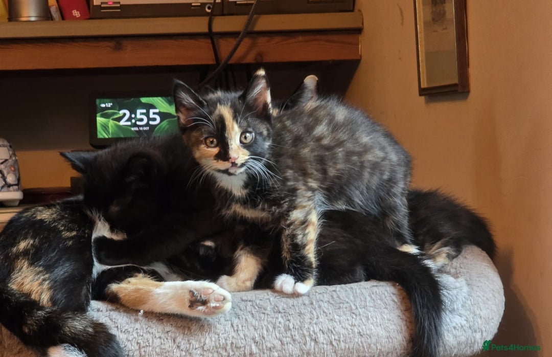 Mixed Breed cats for sale: 4 calico girls for sale  - Image 7