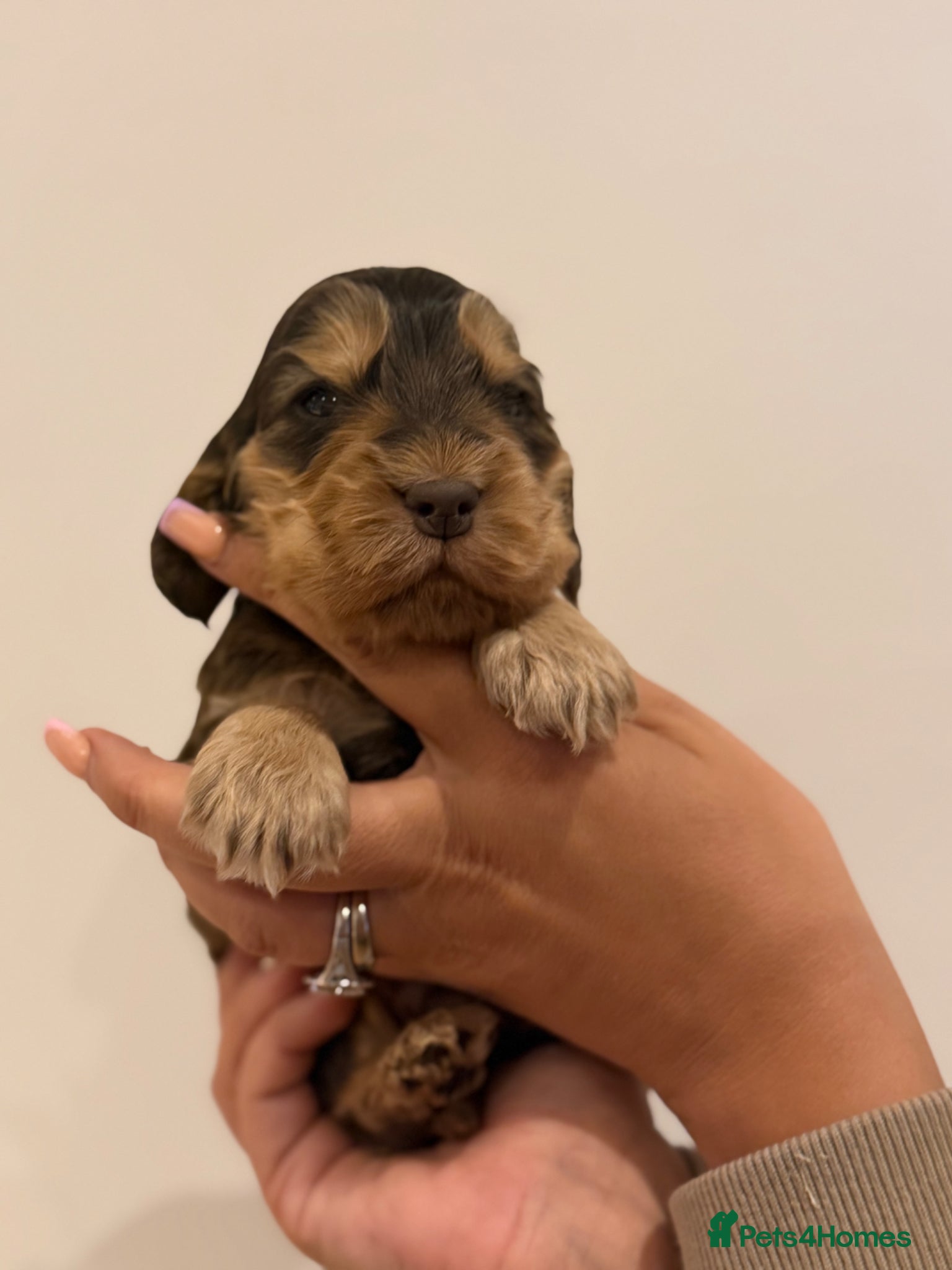 Cocker Spaniel dogs for sale: Golden & Chocolate Sable Show Cocker Puppies  in Doncaster - Advert 12