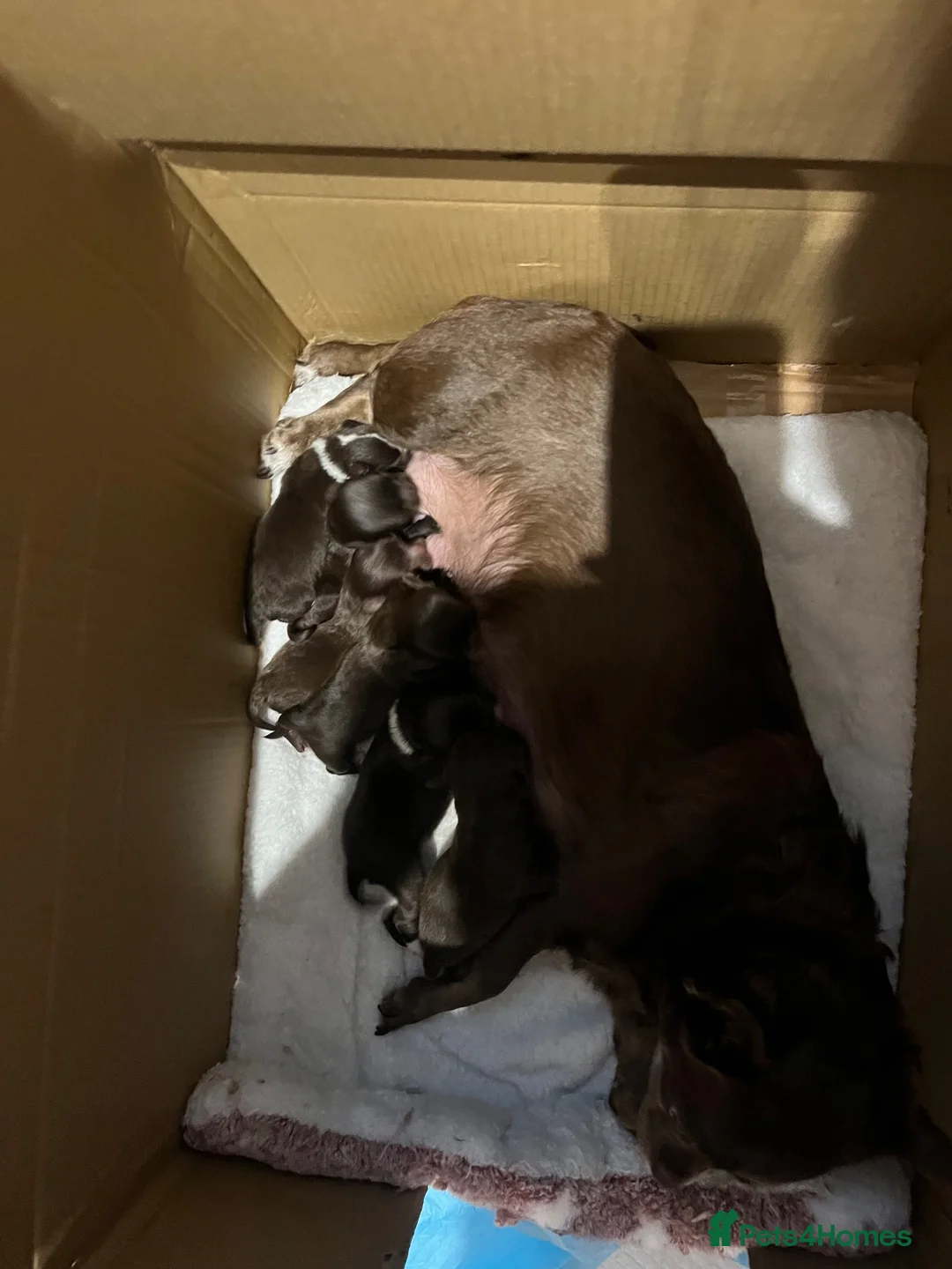 Chihuahua dogs for sale: Rare stunning chocolate chihuahua  - Advert 1