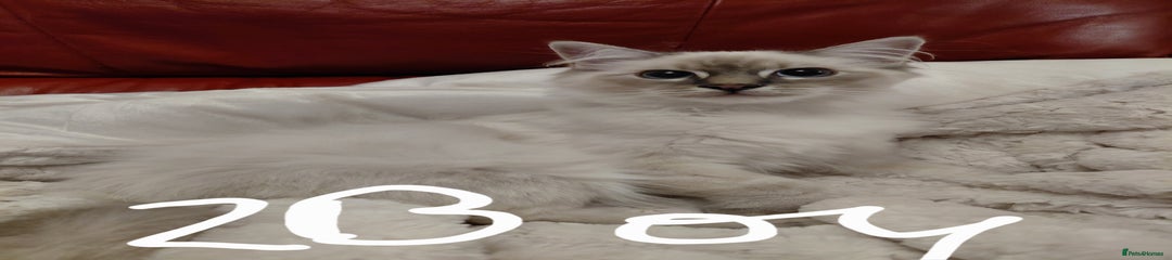 Birman Kitten 2