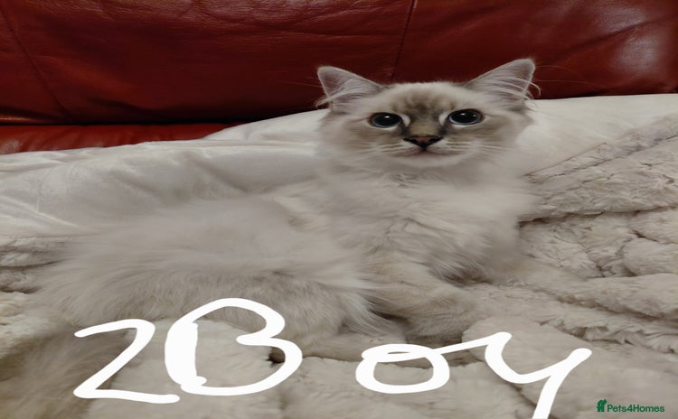 Birman cats - Advert 1