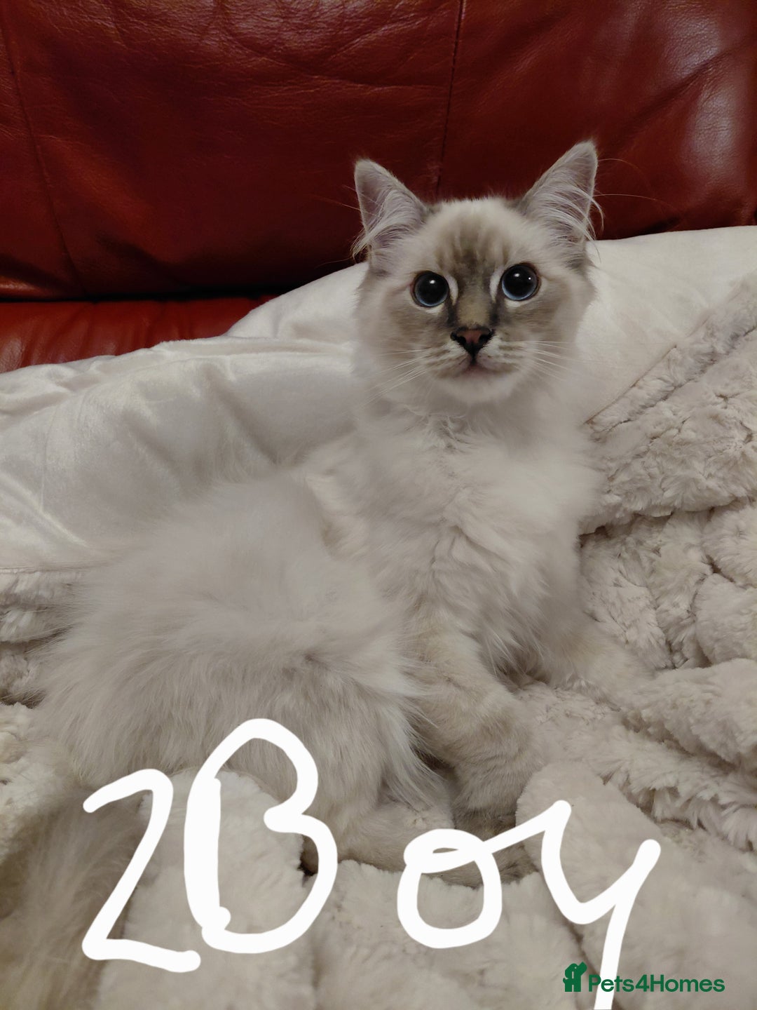 Birman cats for sale: Birman kittens  - Image 1