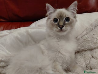Birman cats - Advert 1