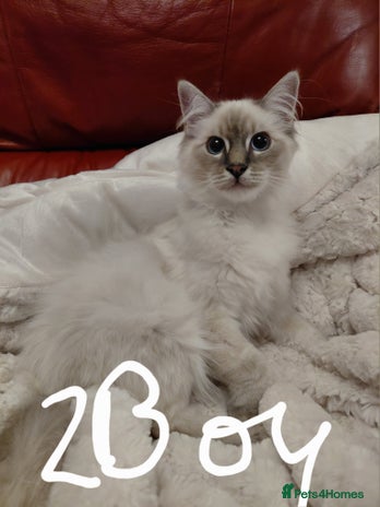 Birman cats - Advert 1