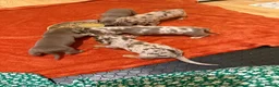 Dachshund dogs for sale: Reg miniature smooth daschunds  - Advert 19