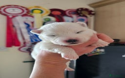 Samoyed dogs for sale: Puppy Waiting List Open for Top Quality KC Sammies - Image 2