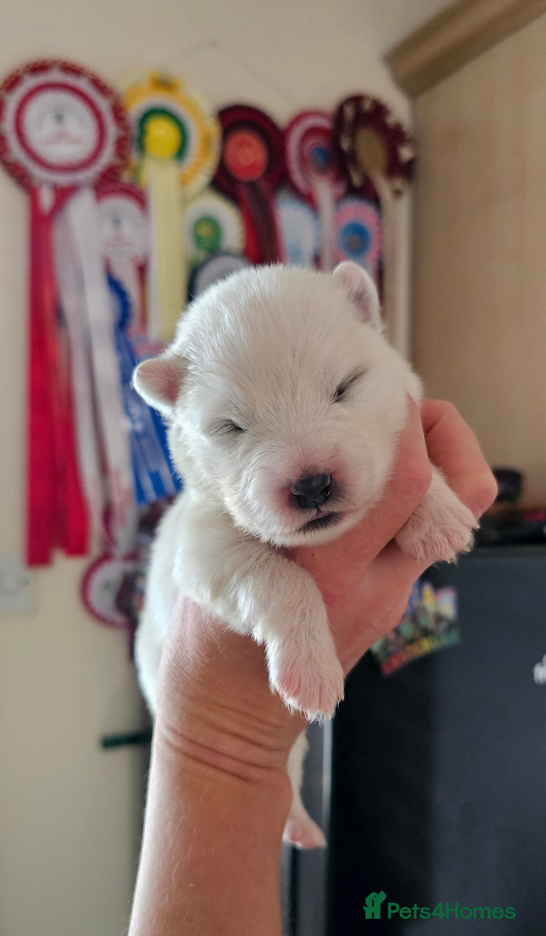 Samoyed dogs for sale: Puppy Waiting List Open for Top Quality KC Sammies - Image 2