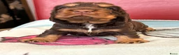 Cocker Spaniel dogs for sale: **Stunning CHOCLATE TAN Show Cocker pups** in Oldbury - Advert 13