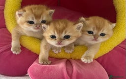 British Shorthair cats for sale: British Shorthair NY12 Kittens  - Image 10