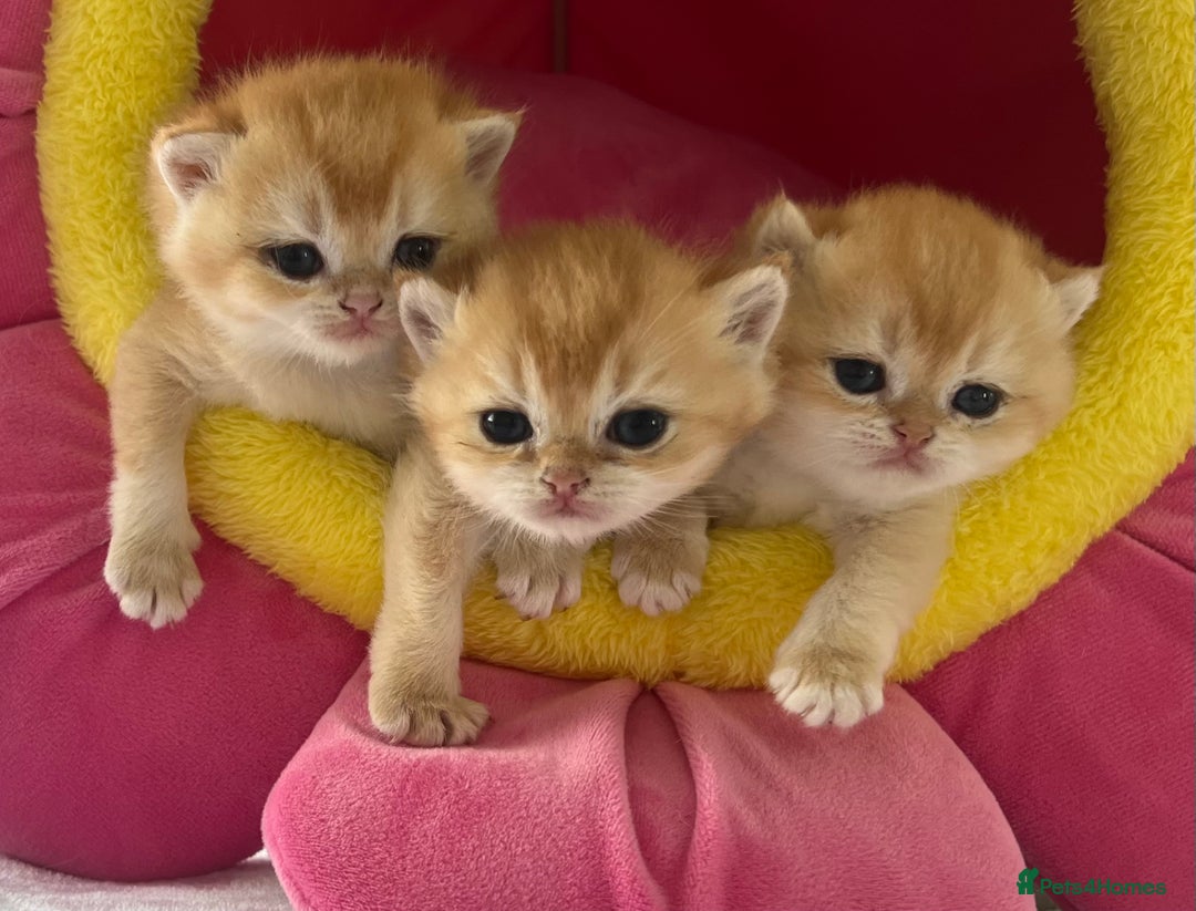 British Shorthair cats for sale: British Shorthair NY12 Kittens  - Image 10
