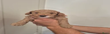 GREEN Boy
