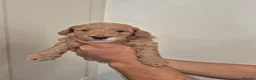 Cockapoo dogs for sale: F1B red and apricot curly and wavy cockapoos - Advert 20