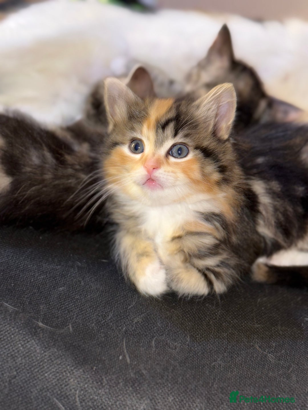 Mixed Breed cats for sale: 3 beautiful kittens available  - Advert 10