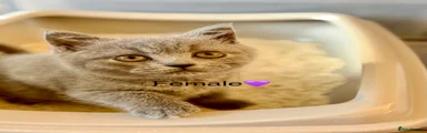 British Shorthair female purple 