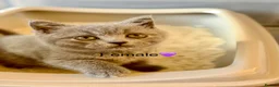 British Shorthair cats for sale: British Shorthair kittens open for reservations  - Advert 16