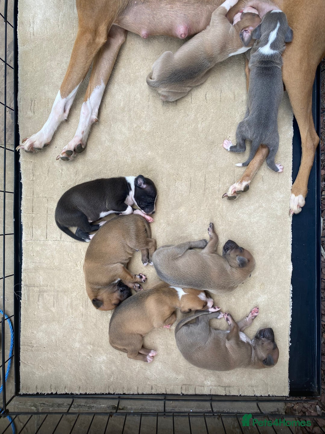 Mixed Breed dogs for sale: Italian greyhound cross whippet - Image 7