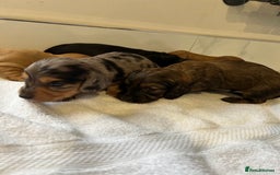 Miniature Dachshund dogs for sale: Miniature dachshunds  - Image 3