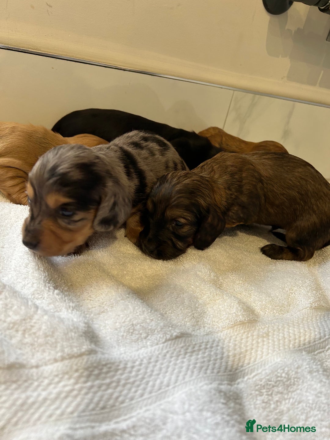 Miniature Dachshund dogs for sale: Miniature dachshunds  - Image 3