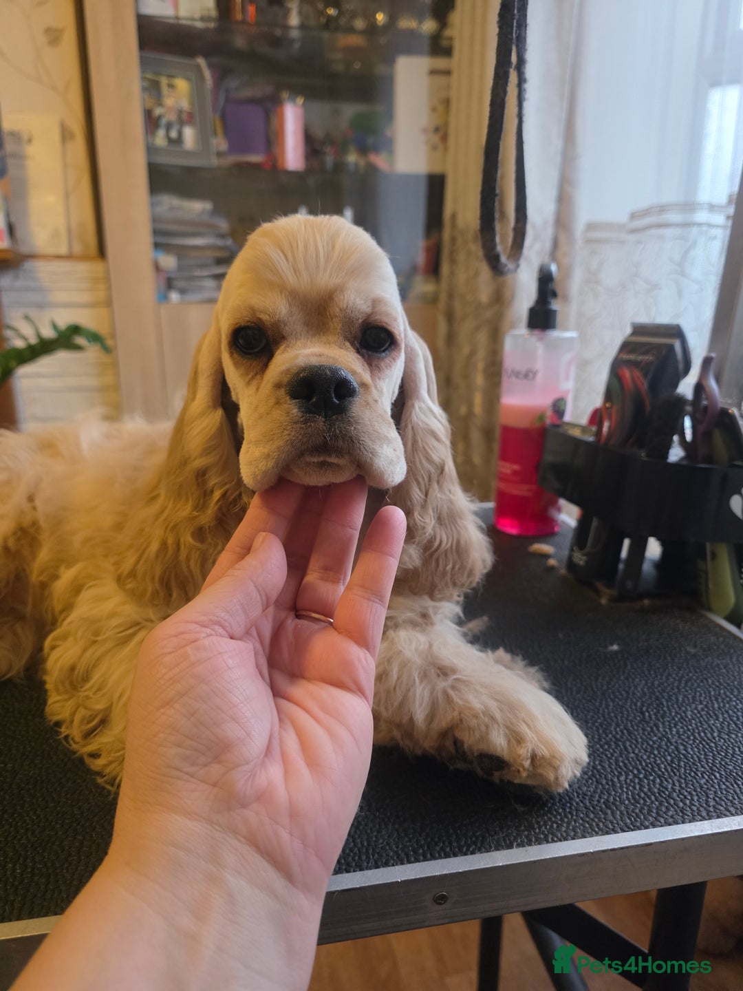 American Cocker Spaniel dogs for sale: Stunning Anerican Cocker spaniels girl - Advert 4