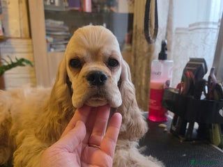 American Cocker Spaniel dogs Stunning Anerican Cocker soanieks puppies - Advert 7