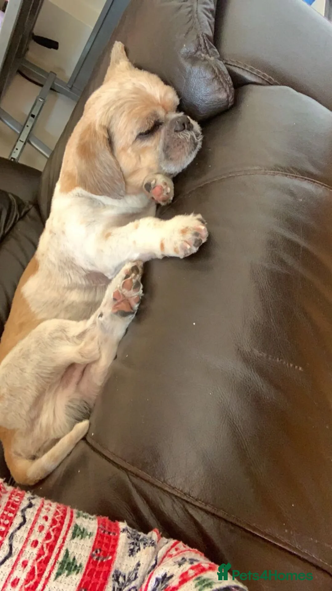 Shih Tzu dogs for sale: Shih Tzu named Fillipo  in London - Advert 1