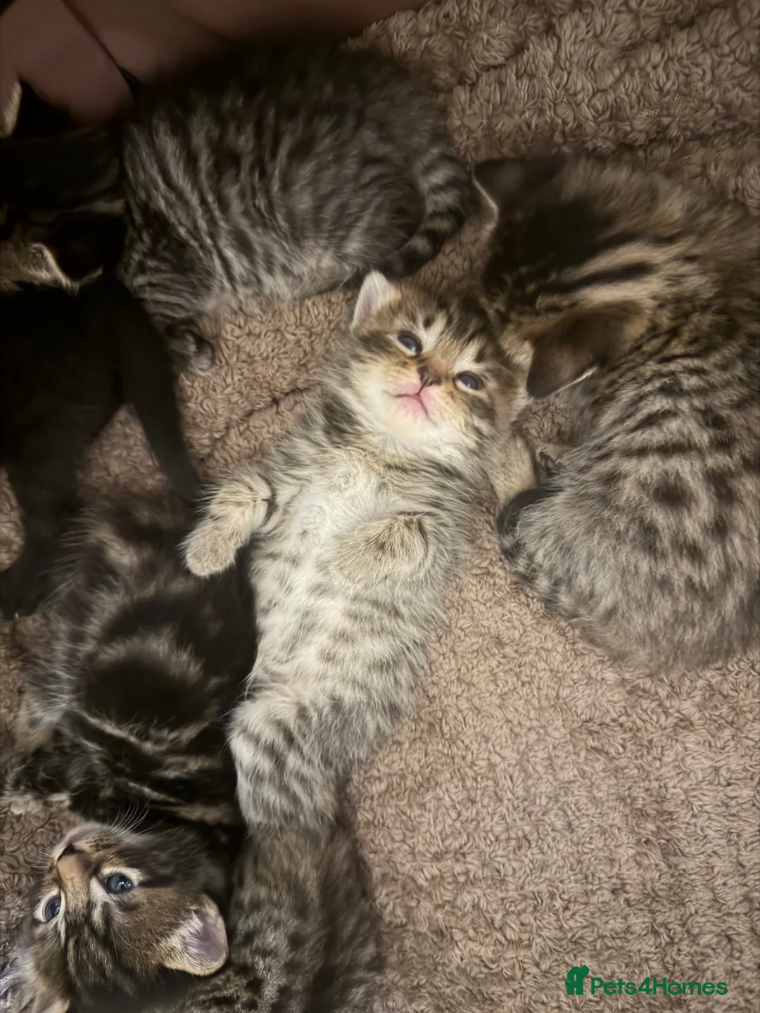 Mixed Breed cats for sale: Beautiful mixed litter  in Northampton - Advert 1
