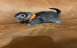 Siberian cats for sale: Half Siberian kittens - Image 2