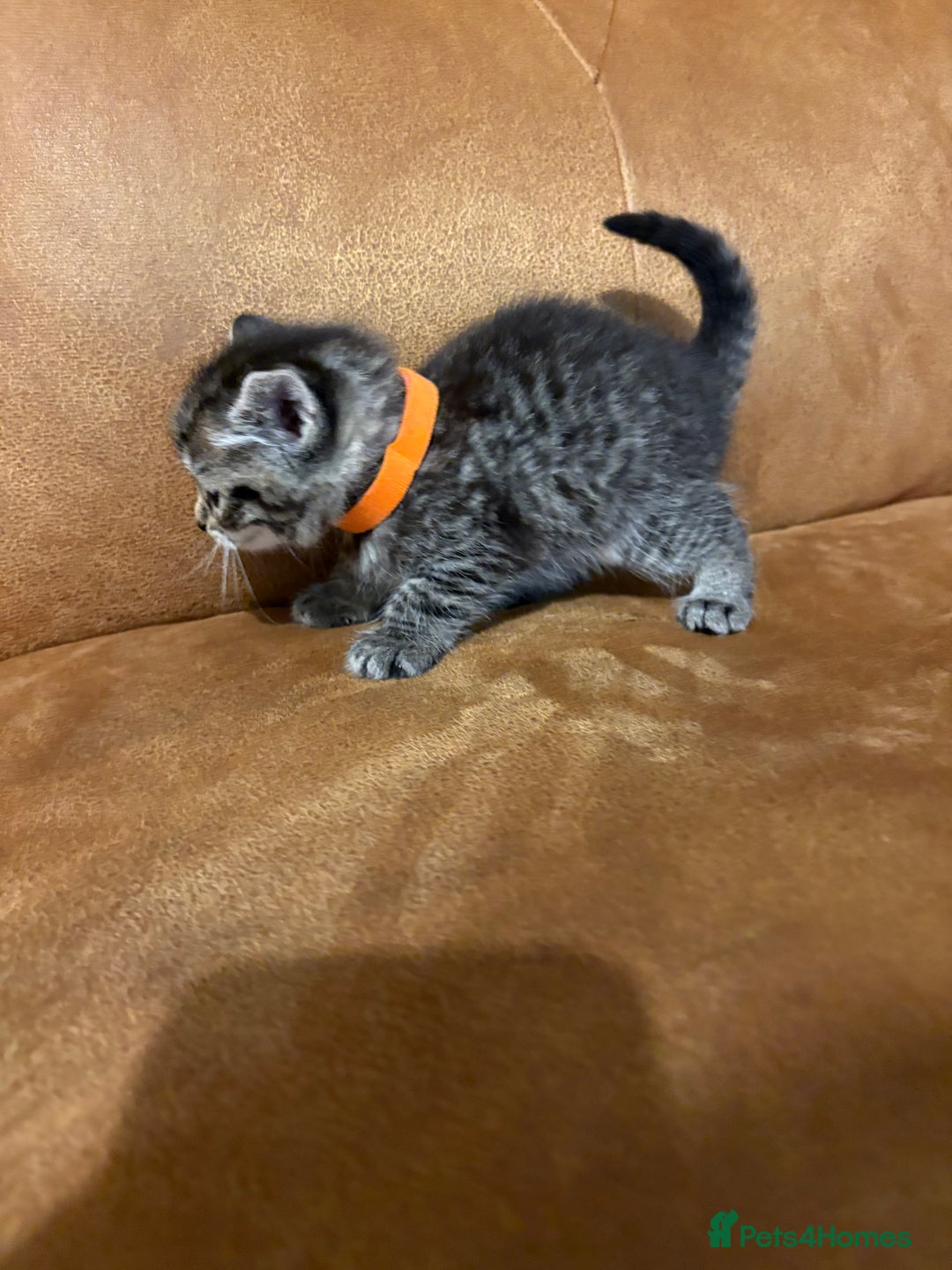Siberian cats for sale: Half Siberian kittens - Image 2