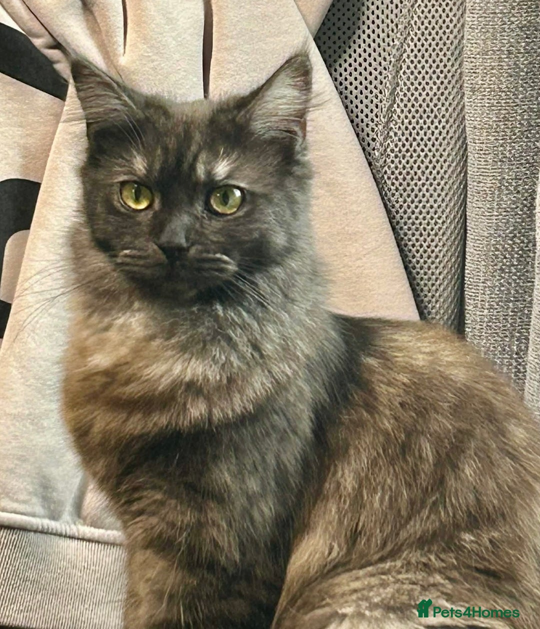 Maine Coon cats for sale: 6 lovely Maine coon kittens  - Advert 1