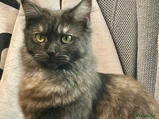 Maine Coon cats 6 lovely Maine coon kittens - Advert 3